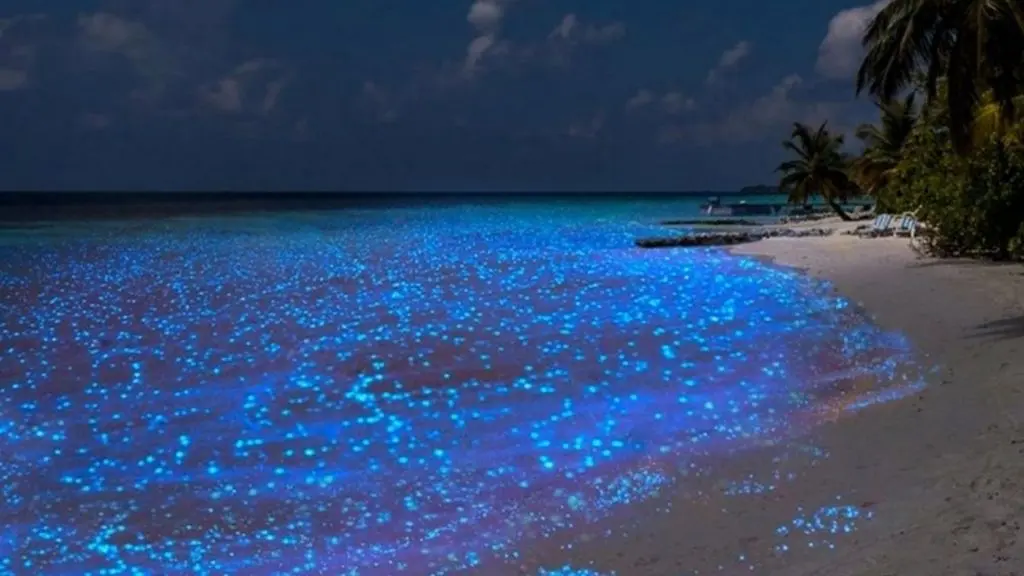 Bioluminescence in Punta Cocos