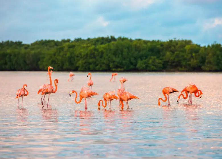 Herd of flamingos in their natural habitat Rio Lagartos Yucatan